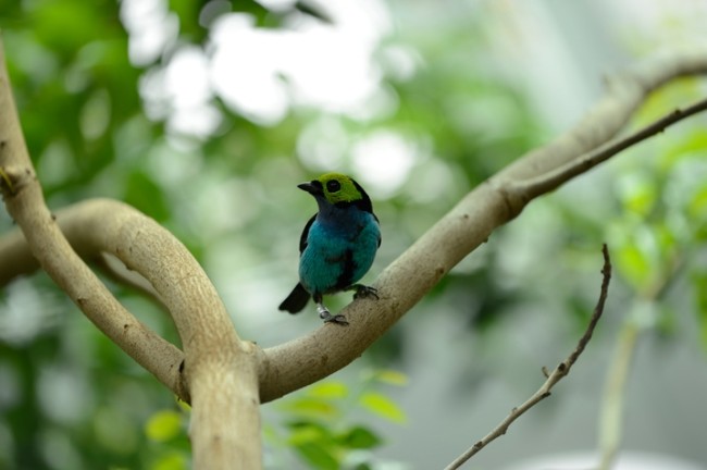 Nikon 70-200mm f/4G ED VR AF-S Nikkor Nikon 70-200mm f/4G ED VR AF-S Nikkor